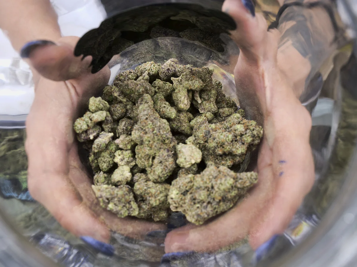Read more about the article Alles, was Sie über Cali Weed wissen müssen